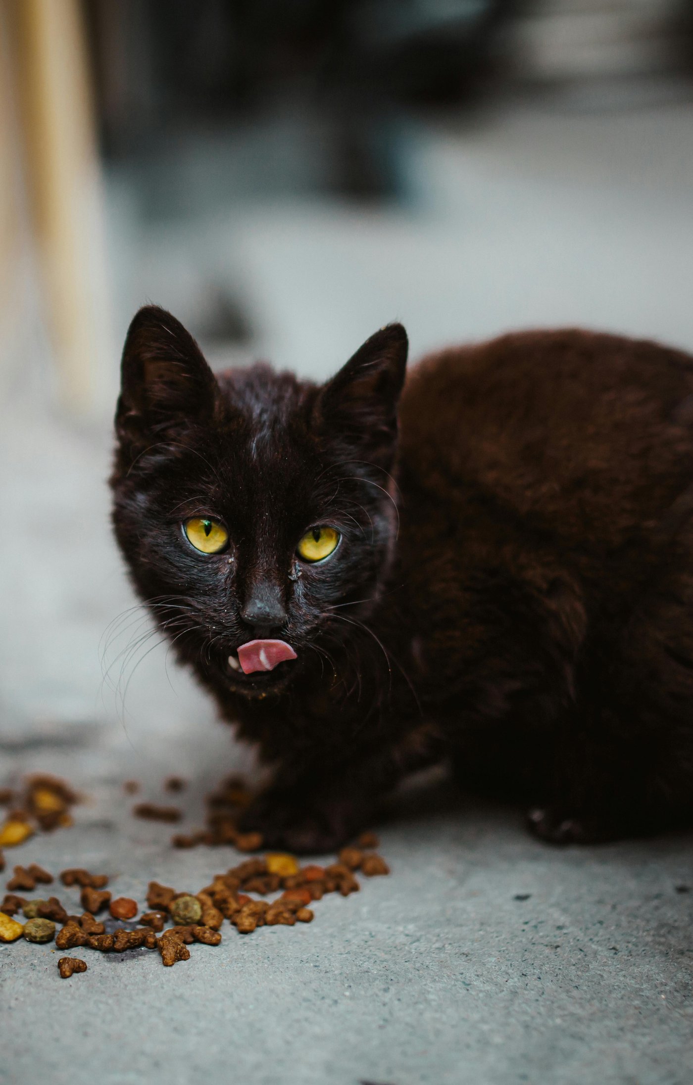Streunerkatze frisst Trockenfutter an Futterstelle – versorgt durch Mieze's PfotenTraum e.V.