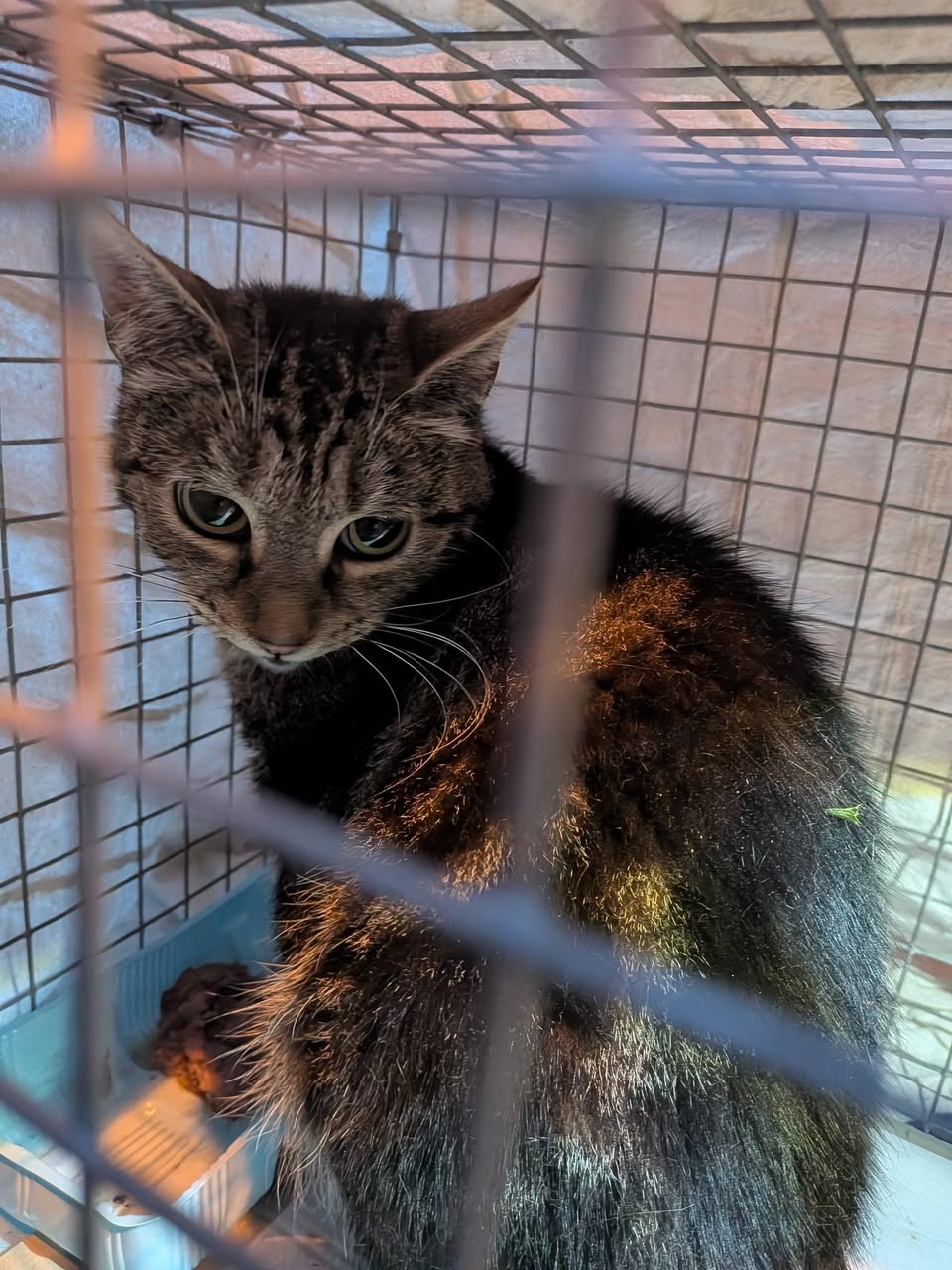 Mieze's PfotenTraum Tierschutz Ludwigshafen – Bild 1 vom letzten Post