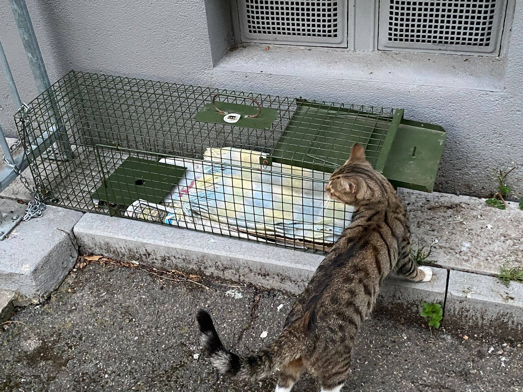 Mieze's PfotenTraum Tierschutz Ludwigshafen – Bild 4 vom letzten Post