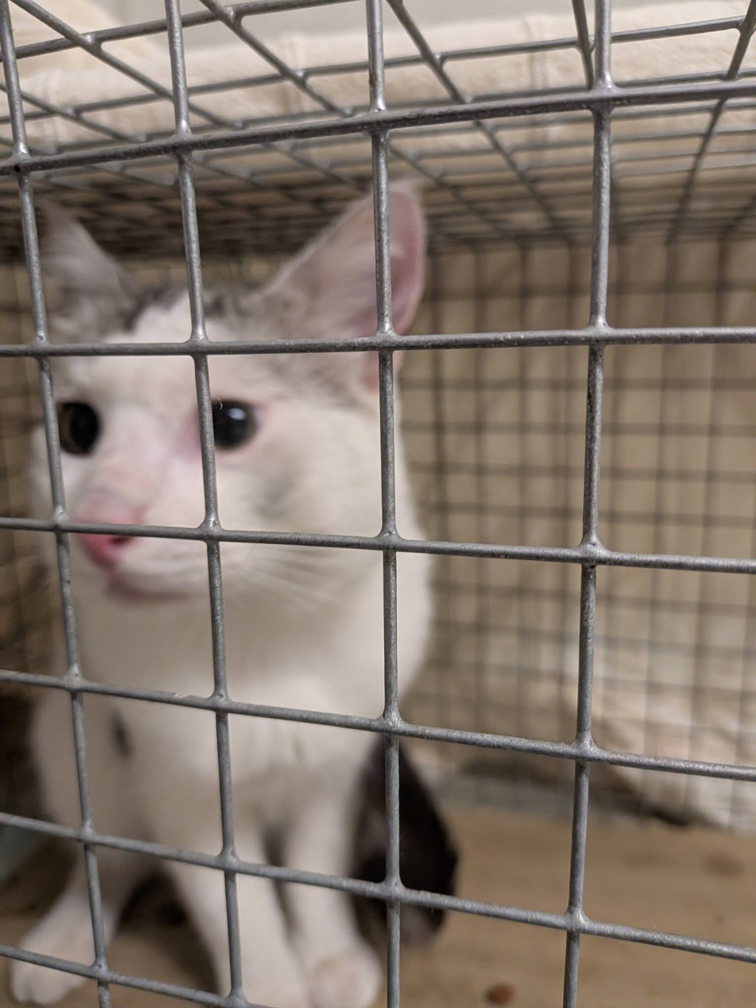 Mieze's PfotenTraum Tierschutz Ludwigshafen – Bild 5 vom letzten Post